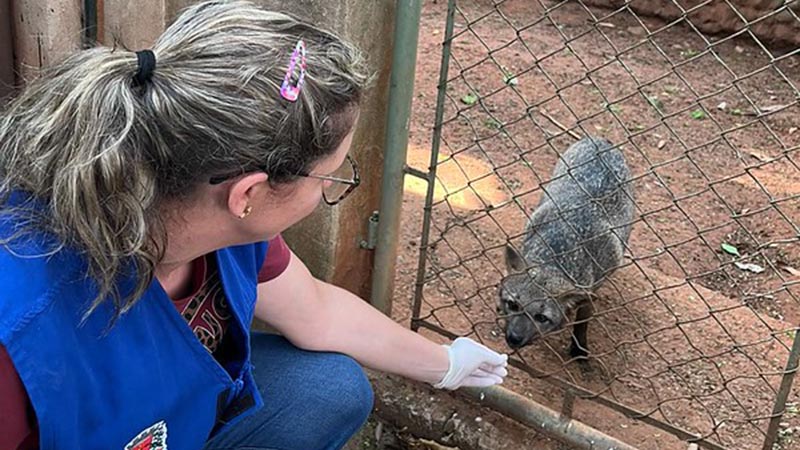 Foto  - Lobo-guará, cachorros-do-mato e raposas-do-campo do Zoo Americana recebem tratamento preventivo