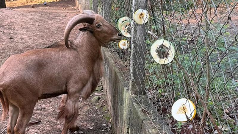 Parque Ecológico realiza 17 atividades de enriquecimento ambiental em uma semana
