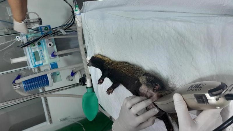 Parceria entre Zoológico de Americana e FAM promove saúde animal