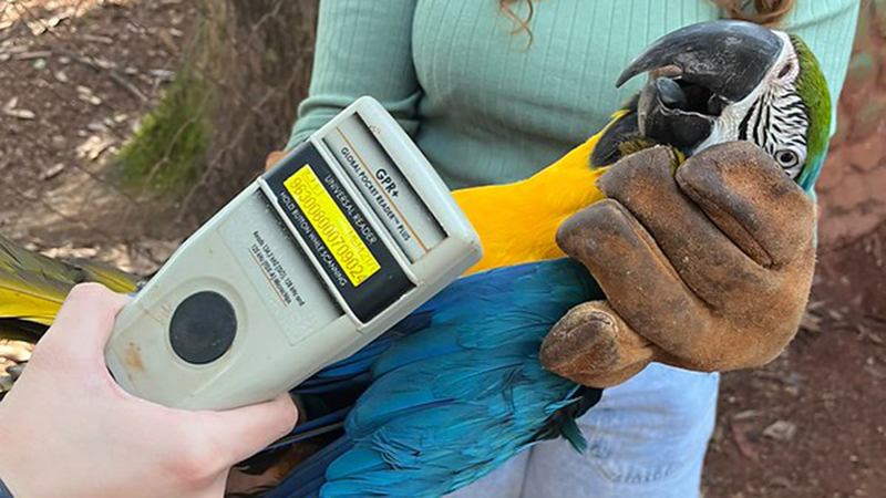 Foto  - Parque Ecológico conclui manejo sanitário dos psitacídeos com atendimento a 22 araras