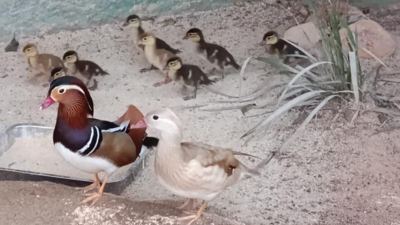 Foto  - Parque Ecológico apresenta nove filhotes de aves exóticas ao público
