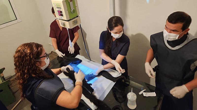 Zoo Americana realiza exames preventivos em fêmea de macaco-aranha-de-testa-branca