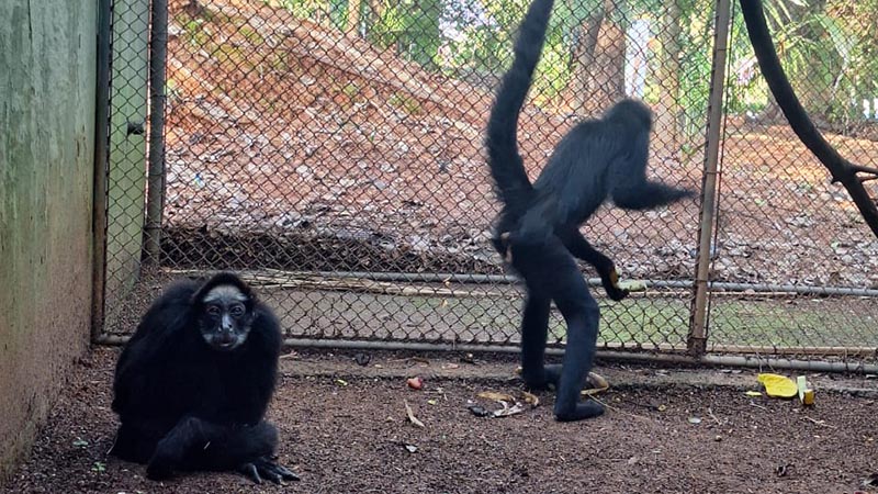 Equipe do Zoo Americana realiza tratamento de macaco-aranha-de-testa-branca com cerca de 40 anos