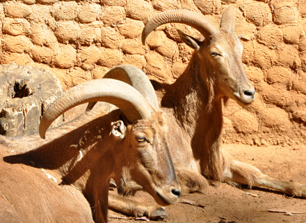 Aoudad
