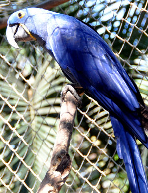 Arara-Azul