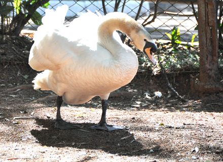 Cisne-Branco