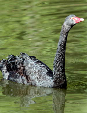 Cisne-Negro