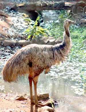 Emu