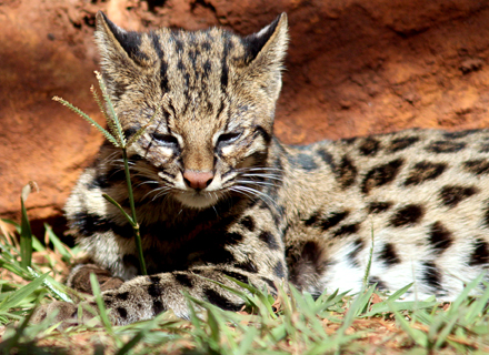 Gato-do-Mato-Pequeno