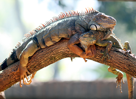 Iguana