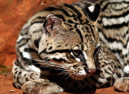 Jaguatirica