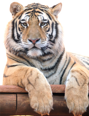 Tigre-Siberiano