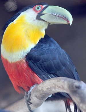 Tucano-Bico-Verde