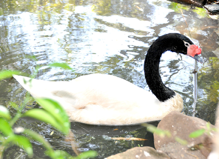 Cisne-Pescoço-Preto