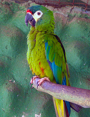 Arara-Maracanã