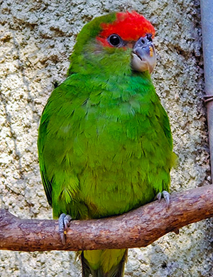 Cuiú-Cuiú